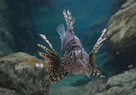 El cambio climático está 'tropicalizando' la costa almeriense.