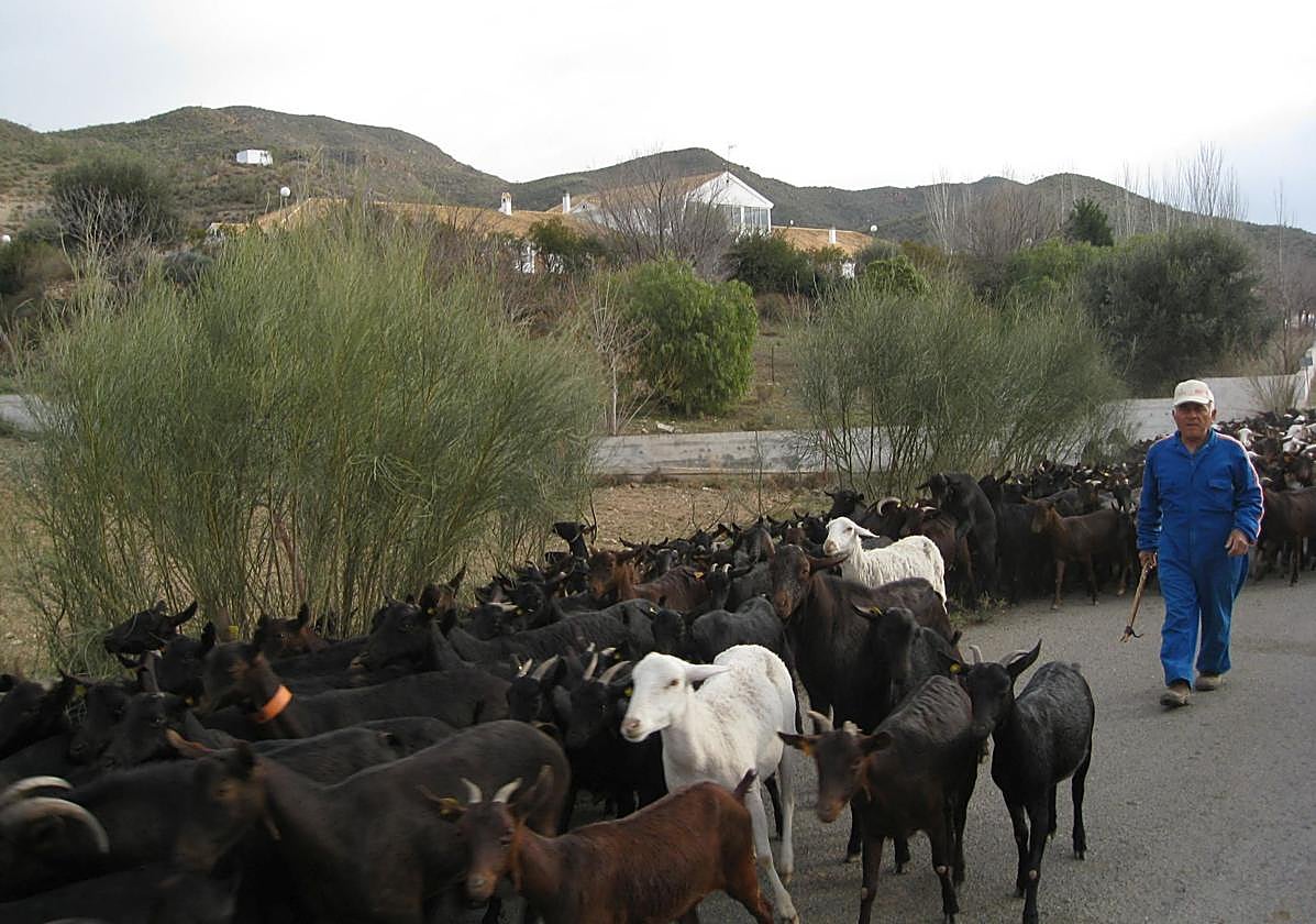 Un pastor acompaña a su rebaño de cabras por un paraje de la Comarca del Almanzora.