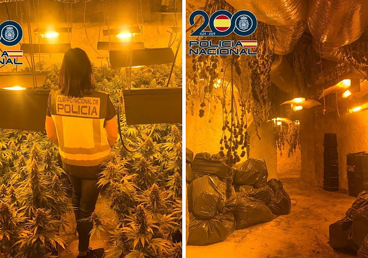 Al descubierto una casa cueva y dos viviendas de Baza llenas de marihuana.