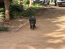 Rescata a un jabalí mestizo durante el desbroce del río Darro en Granada.