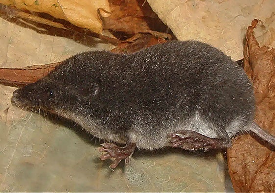 Así es la musaraña de agua andaluza: un mamífero primitivo, desconocido ...