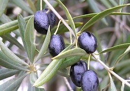 Aceitunas sin recolectar