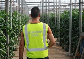 Imagen de archivo de un agente del Instituto Armado durante la inspección de un invernadero.
