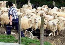 Un pastor junto a su rebaño de ovejas.