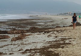 Toneladas de restos de alga asiática en la playa de Los Lances, en Tarifa.