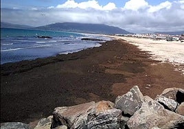 Una playa gaditana totalmente cubierta por restos de alga asiática.
