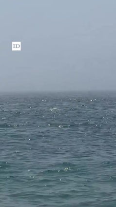 El delfín fascinó a los bañistas en Torrenueva