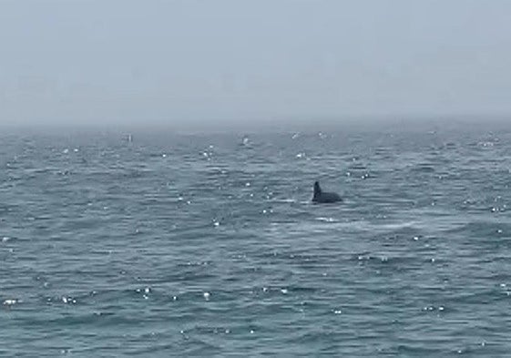 «Asombro y emoción» en los bañistas de Torrenueva por un delfín cerca de la orilla