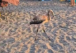 El flamenco ha paseado por la arena dando sus características zancadas.