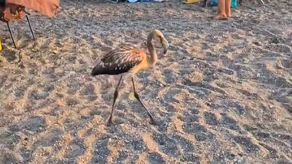 El flamenco ha paseado por la arena dando sus características zancadas.