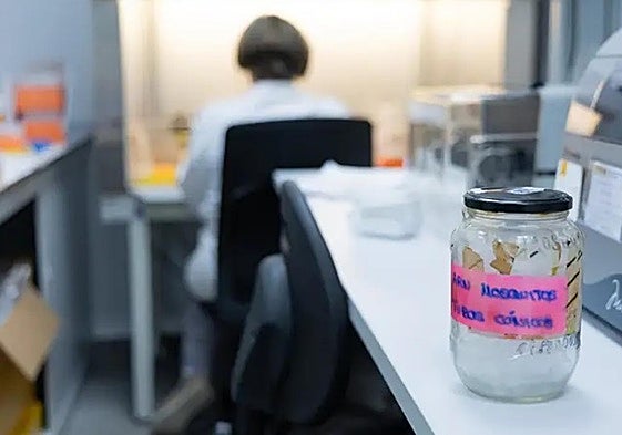 Imagen de una muestra en un laboratorio.