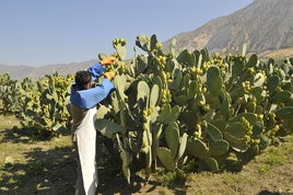 Un hombre cogiendo chumbos en una finca de Nigüelas