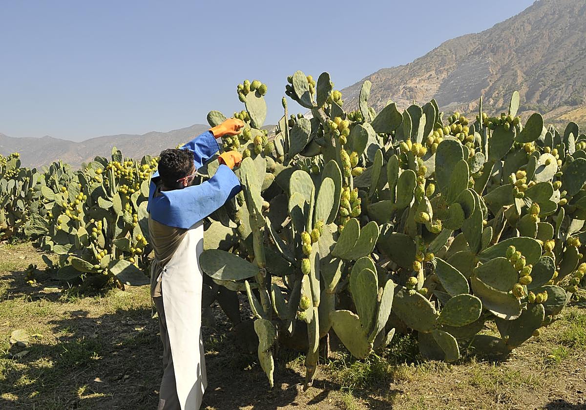 Un hombre cogiendo chumbos en una finca de Nigüelas