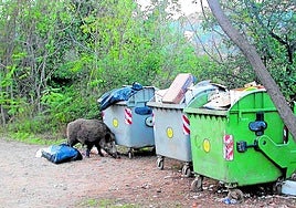 Jabalíes en la ciudad