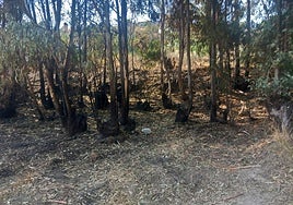 Estado en el que quedó el monte tras el incendio.
