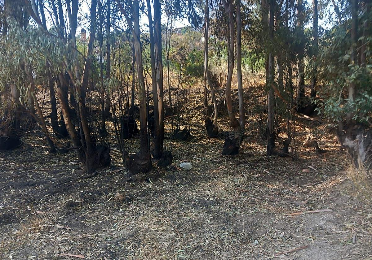 Estado en el que quedó el monte tras el incendio.
