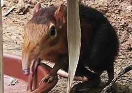 Un especimen de la musaraña elefante de trompa dorada.