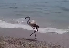 El flamenco pasea por la orilla de la playa.