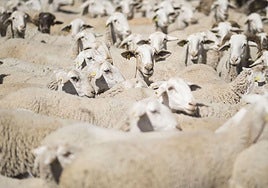 Un rebaño de ovejas trashumantes.