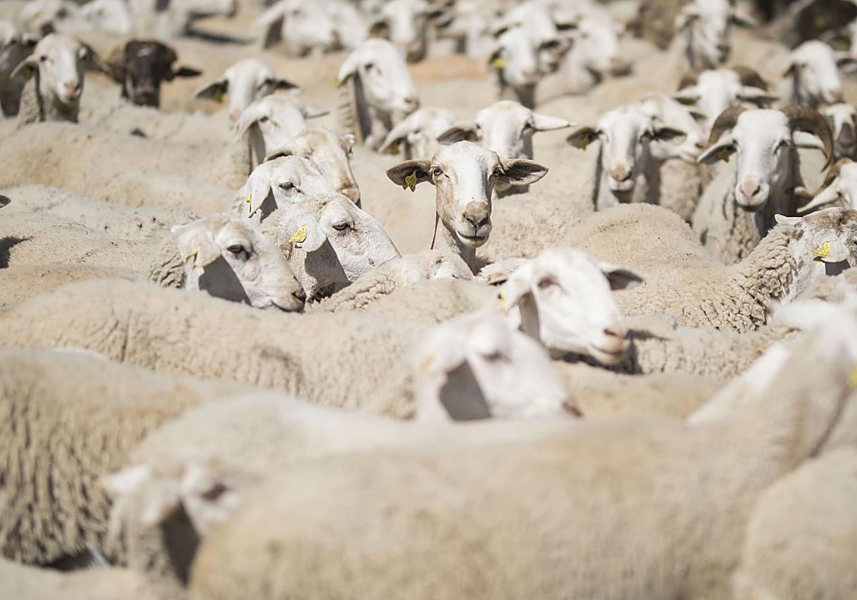 Un rebaño de ovejas trashumantes.