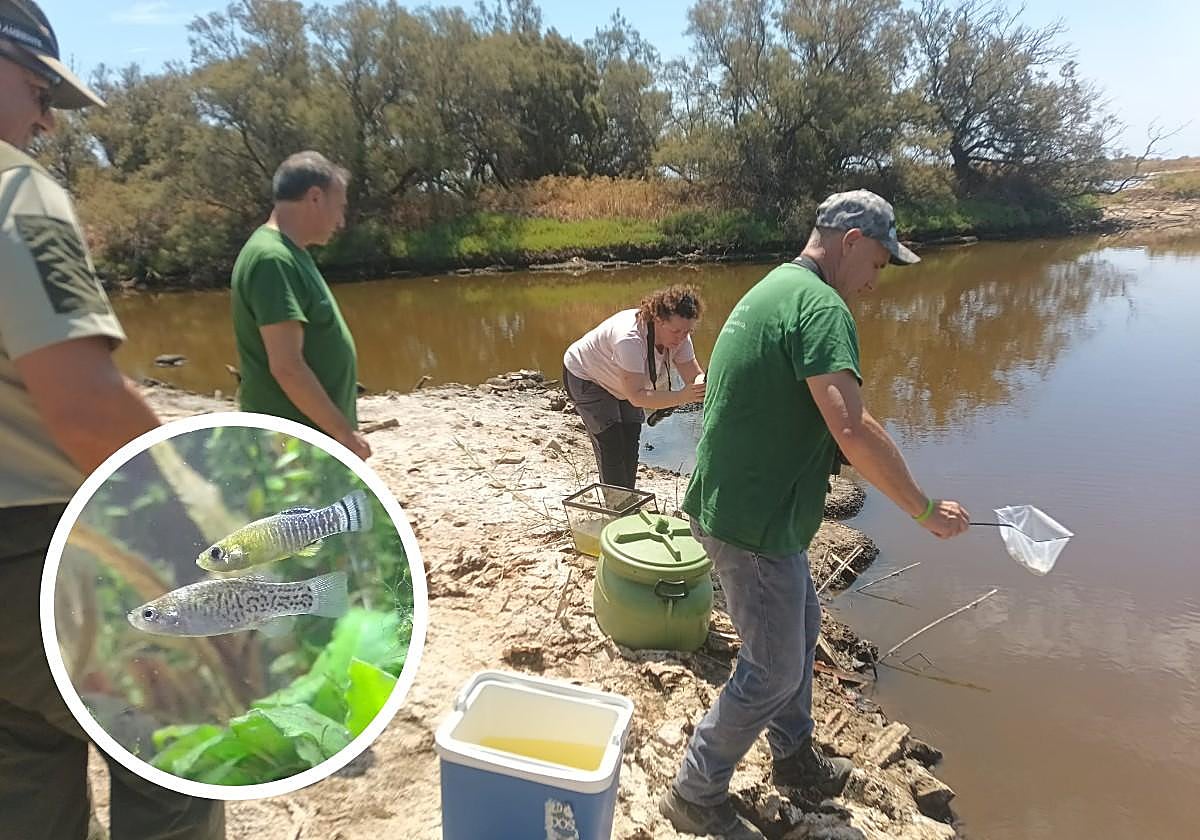 Salvando al pez fartet: reintroducen 350 ejemplares de Adra en el río Guadalhorce
