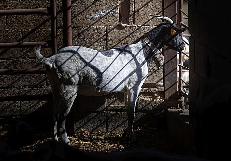 Aunque la enfermedad afecta principalmente a ovejas, cabras también han tenido síntomas.