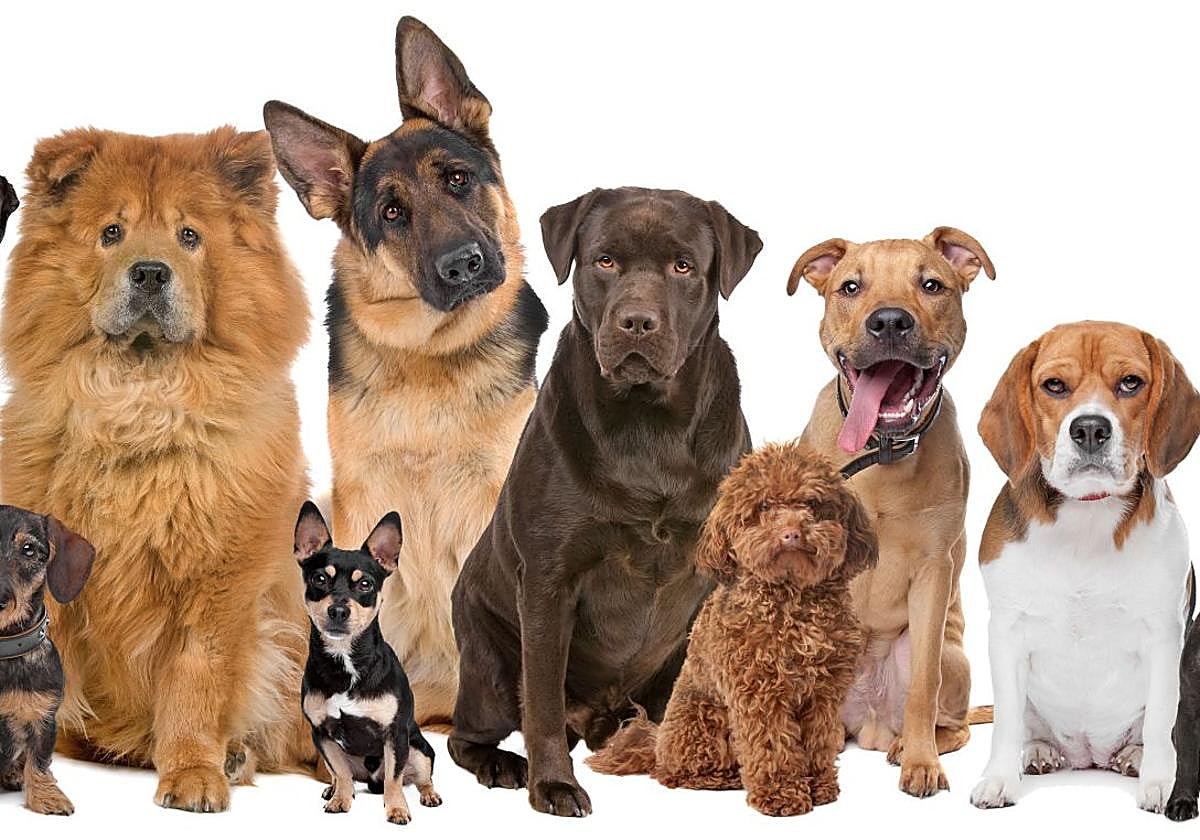 El mensaje de un experto sobre los perros más difíciles de tener en casa: «Es incansable»