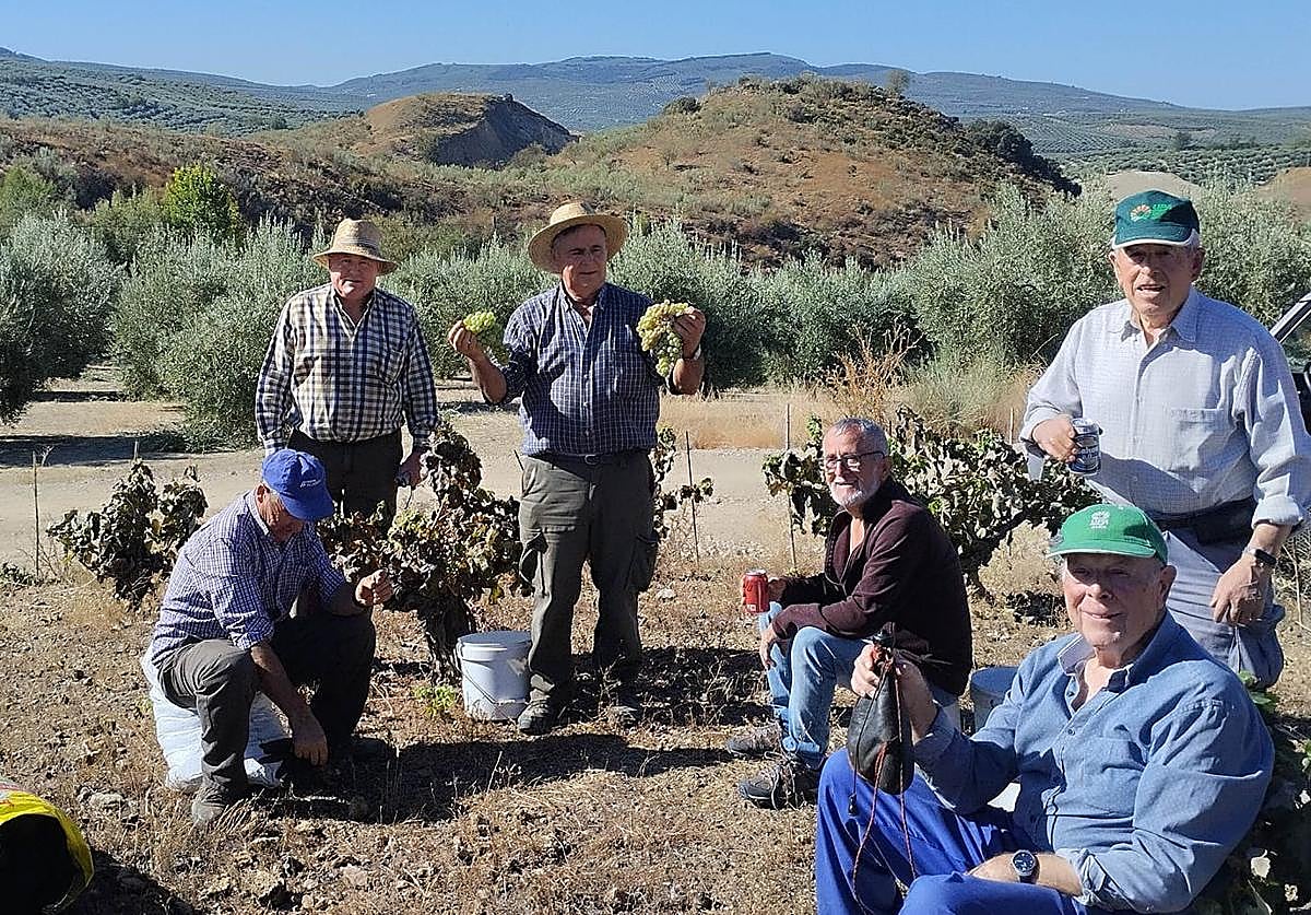 Vinicultores en la recolección de la uva.