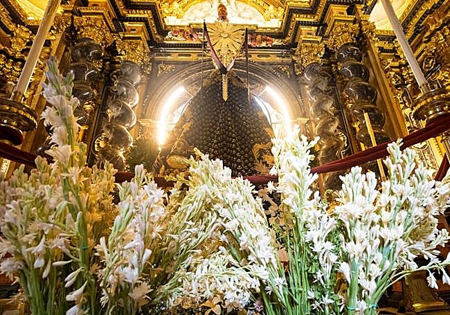 Nardos en el Camarín de la Virgen.