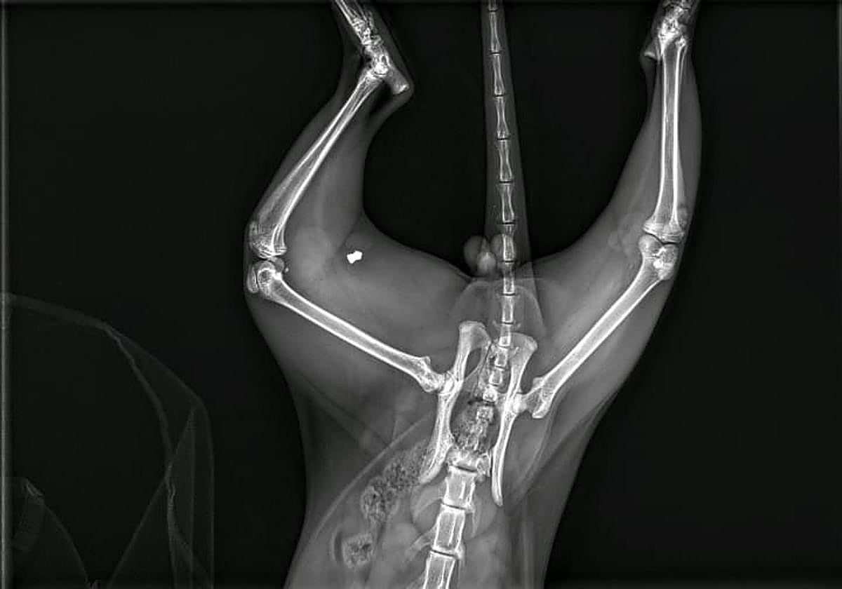 Radiografía que muestra uno de los plomos en el cuerpo del gato.