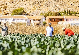 Temporeros trabajando en las Ventas de Zafarraya.