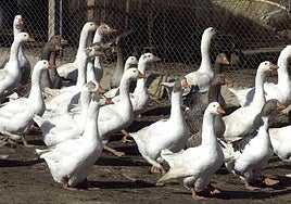 La Junta detecta un foco de gripe aviaren una granja en la provincia de Huelva.