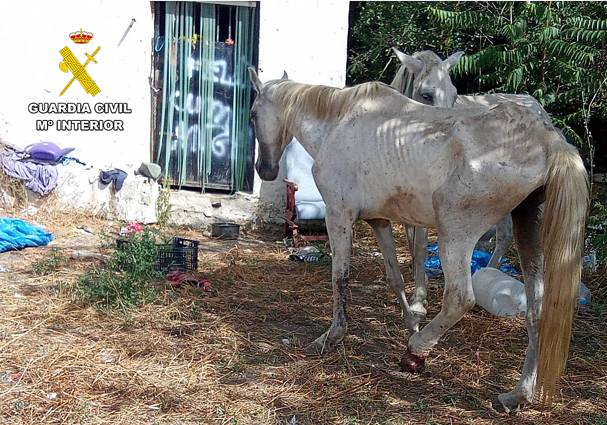 Caballos en un estado lamentable en una parcela de Cádiar.