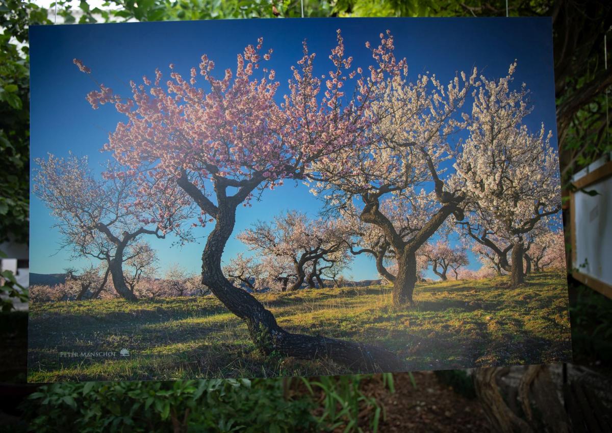 Imagen secundaria 1 - Las fotos conviven con los jardines. 