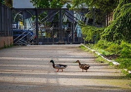 Patos en el parque Federico García Lorca, en Granada capital.