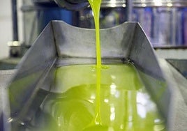 El precio del aceite de oliva se desploma en un momento crucial de su producción.