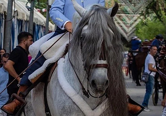 Los aficionados al mundo del cabalo están de enhorabuena debido a esta actividad.