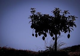 Un mango pequeño de una finca en Almuñécar cargado de frutos, en una campaña anterior.