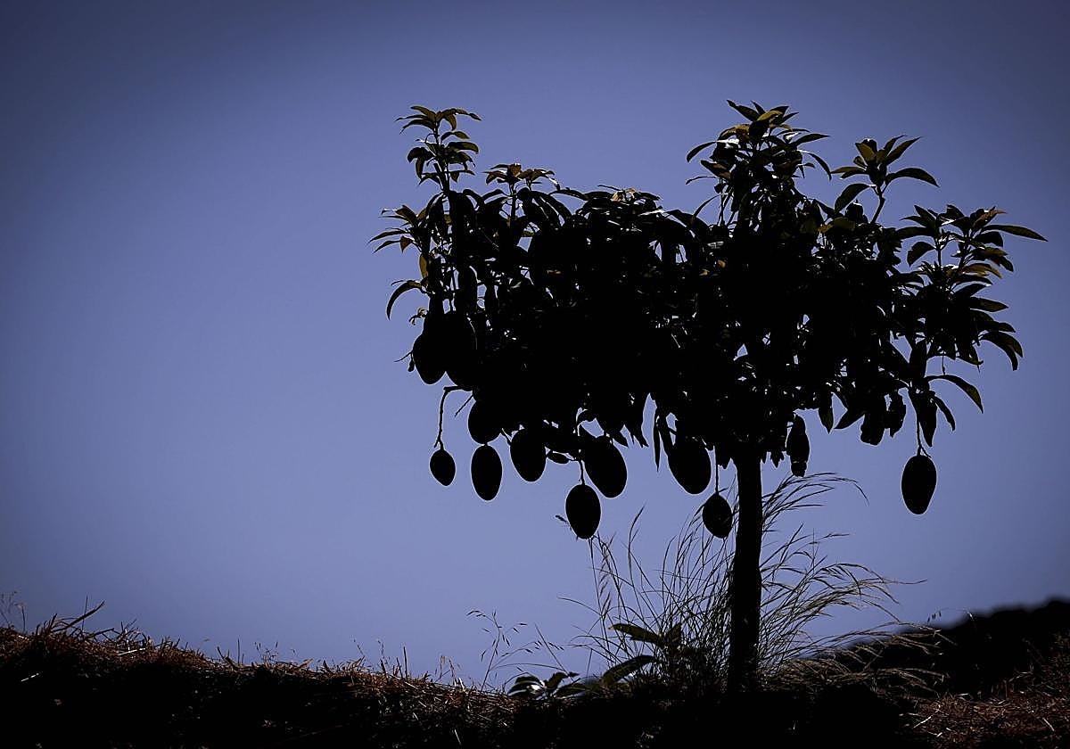 Un mango pequeño de una finca en Almuñécar cargado de frutos, en una campaña anterior.