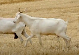 Ejemplares de la cabra celtibérica que es autóctona de Almería.