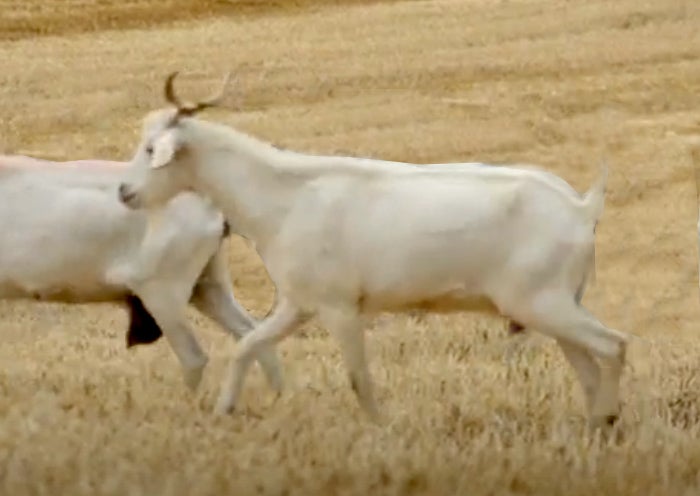 Ejemplares de la cabra celtibérica que es autóctona de Almería.