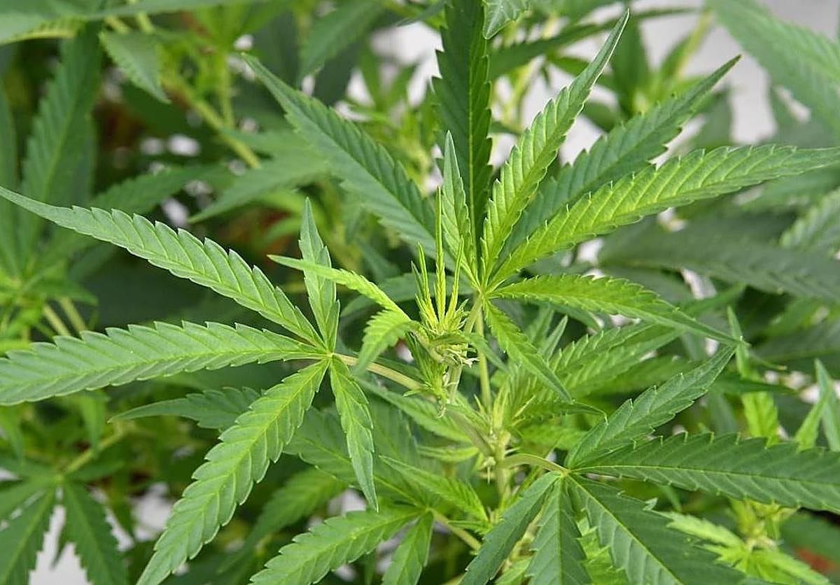 Incautados cinco detenidos por pertenecer a un clan del tráfico de marihuana en Alhendín.