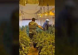 Incautadas más de 200 plantas de marihuana en una casa abandonada de Porcuna