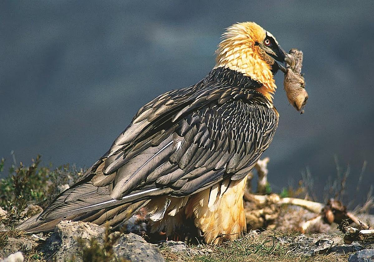 El quebrantahuesos, un 'arqueólogo' insólito