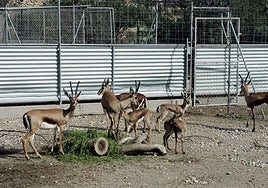 Imagen de archivo de ejemplares de gacela en la finca experimental de Almería.