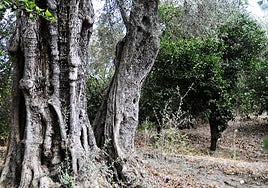 Olivo milenario de Béznar