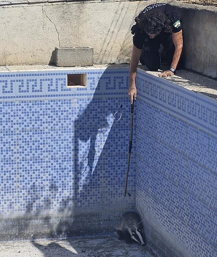 Imagen secundaria 2 - Rescate sorpresa de un tejón salvaje, poco habitual y desorientado en Pinos Puente