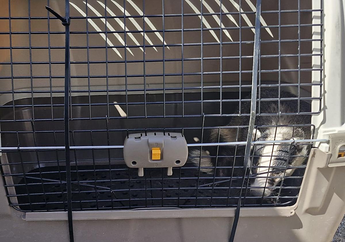 Imagen principal - Rescate sorpresa de un tejón salvaje, poco habitual y desorientado en Pinos Puente