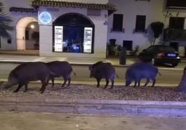 Grupo de jabalíes en Playa Granada.