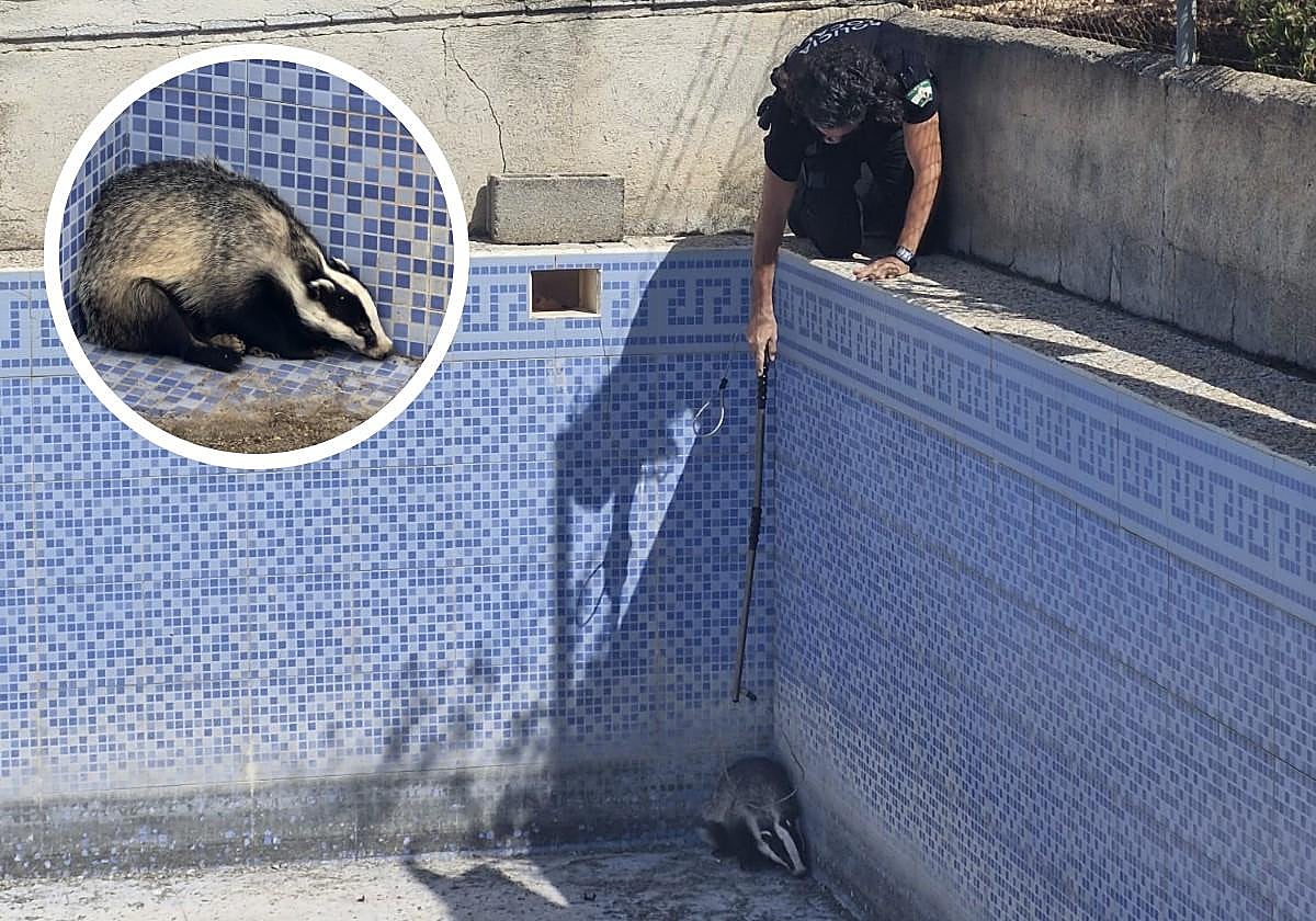 Tejón rescatado por la Policía Local de Pinos Puente.